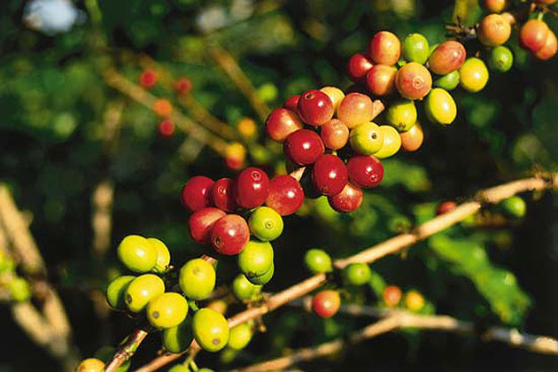 Coffee Beans