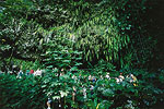 Fern Grotto