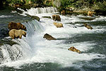 Bear Country
