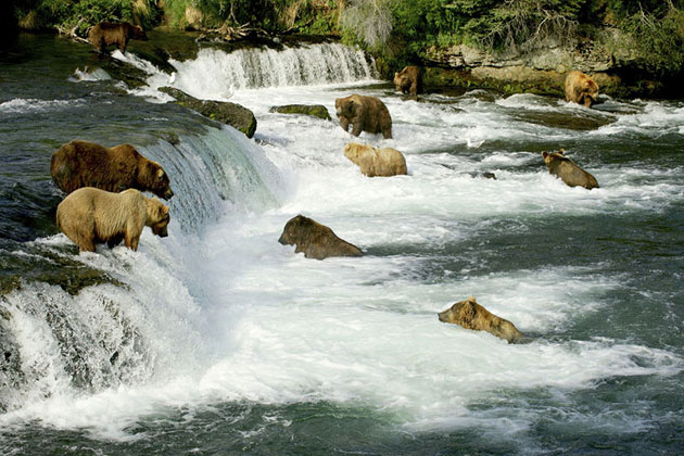 Bear Country