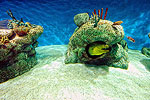 Aquatic Life