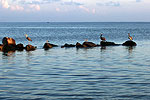 Pelican Sanctuary