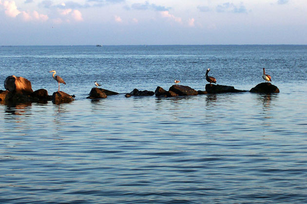 Pelican Sanctuary