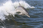 Thrilling Encounter