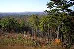 Forest Beauty
