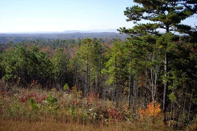 Forest Beauty