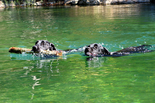 Water Frolicking