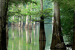 Southern Trees