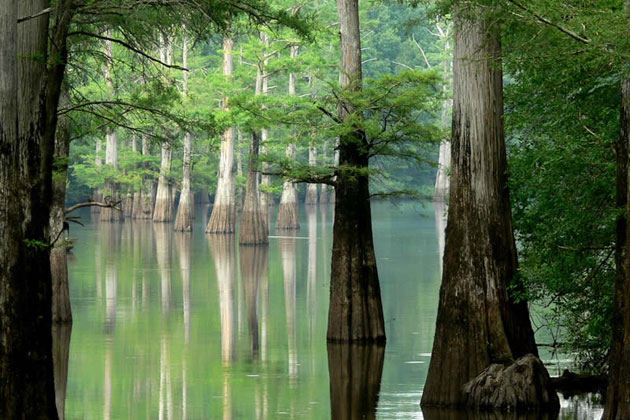 Southern Trees