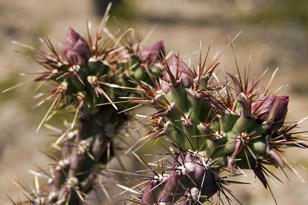 Desert Flower