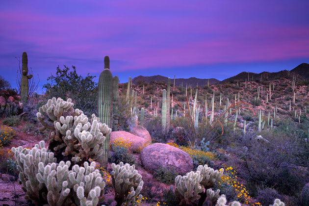 Saguaro Sunset