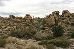 Arizona Landscape