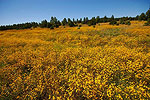 Fields of Gold