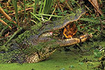 Alligator with Turtle