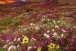 Anza Borrego State Park