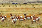 Pronghorn