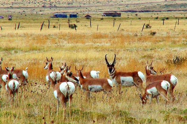 Pronghorn