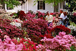 Azalea