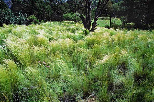 Chino Grasses