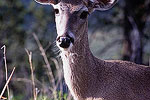 Mule Deer Doe