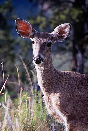 Mule Deer Doe