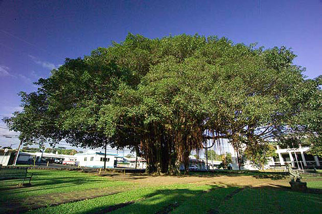 Hilo Banyan