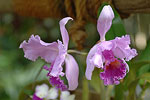 Hilo Orchids
