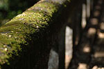 Moss on Bridge Hilo