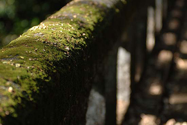 Moss on Bridge Hilo