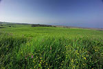 North Hawaii Countryside
