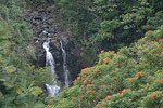 Rainforest Hilo