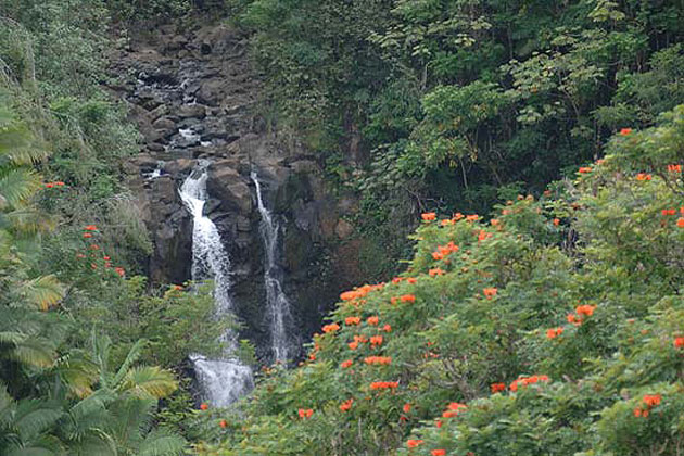 Rainforest Hilo