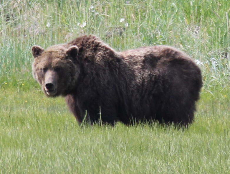 Bear Viewing in Alaska