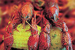 Beaumont Crawfish