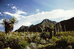 Big Bend Cactus