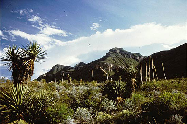 Big Bend Cactus