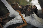 Blank Park Zoo Marmosets