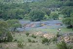 Blue Bonnets