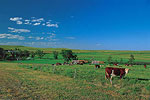 Arthur Bowring Ranch State Historical Park 