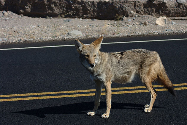 Life in Death Valley