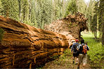 Hiking Redwood National Park