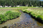 Summer Meadow