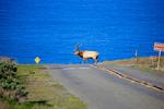 Lone Elk