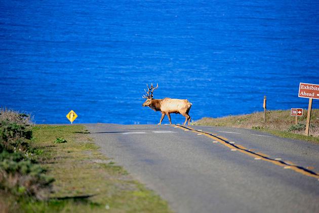 Lone Elk