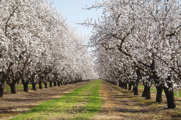 Spring Glory