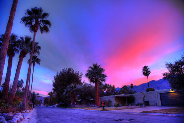 Palms in Winter