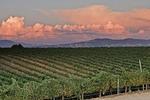 Vineyard in Temecula Valley