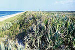 Canaveral National Seashore