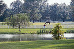 Ocala horse farm 