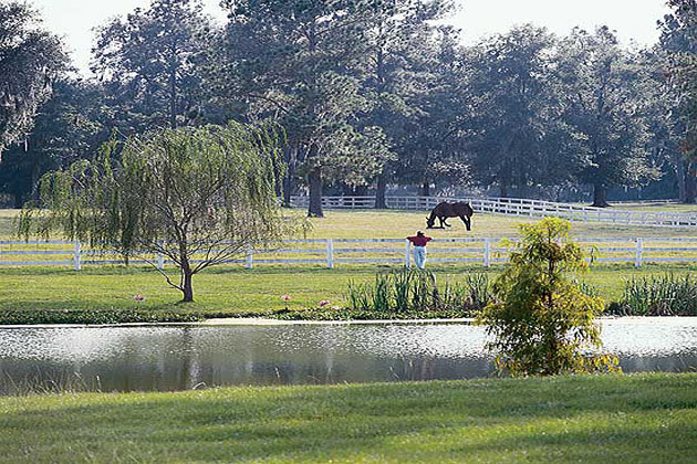 Ocala horse farm